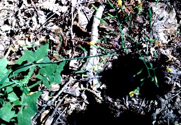 Mycelis muralis (=Lactuca muralis) / Lattuga dei boschi